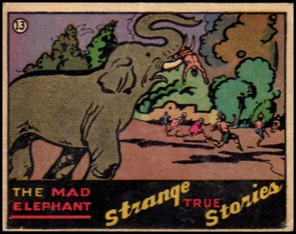 13 The Mad Elephant